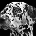 black-and-white-view-dog-animal-fur-mammal-730892-pxhere.com